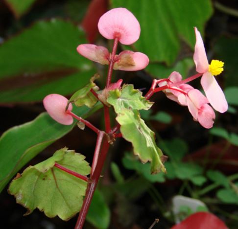 B. ‘Weltonensis’